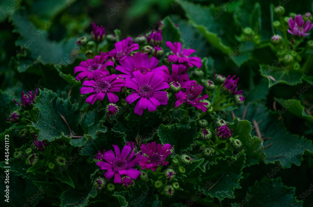 flowers in the garden flowers in the garden