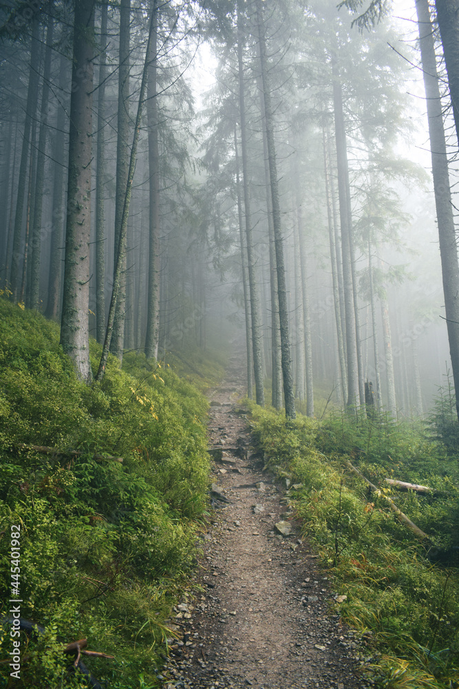 Fototapeta premium forest, path, trees, nature, road, tree, landscape, woods, autumn, park, mist, spring, trail, fog, summer, wood, grass, footpath, leaves, foliage, light, lane, leaf, wilderness, sun, countryside
