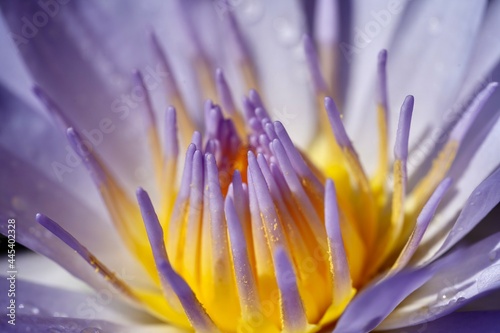 close up of purple lotus flower in the backyard 