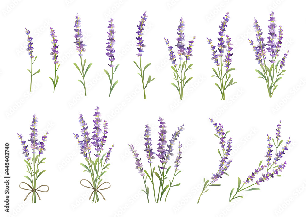 Sprigs of lavender set. Vector colorful illustration - obrazy, fototapety, plakaty 