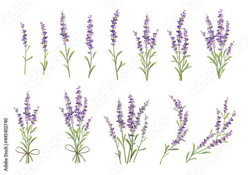 Photo Sprigs of lavender set. Vector colorful illustration