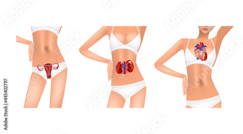Woman body anatomy, realistic vector illustration, medicine. Location of the uterus, kidneys and heart