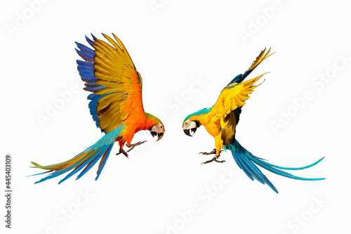Colorful macaw parrots flying isolated on white background.