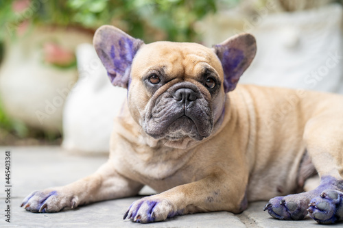 Dog with symptoms of skin disease applied with Gentian Violet to ears and toe of the dog.