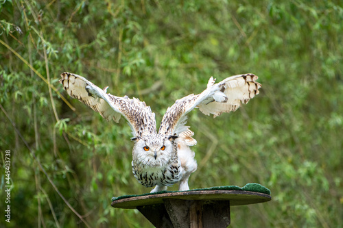 Uhu beim Abflug