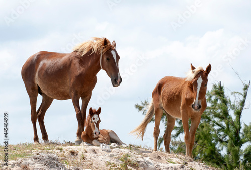 Grand Turk Island Horses Family