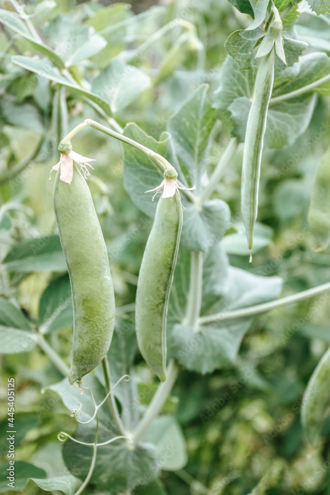 Green peas pods Green peas pods