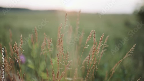 Wildflowers. Grass in the meadow. Beautiful meadow. The grass sways in the wind. Sunset. Close up