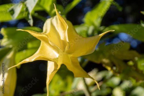 Engelstrompete (Brugmansia). Blüte geschlossen, Juli 2021 photo