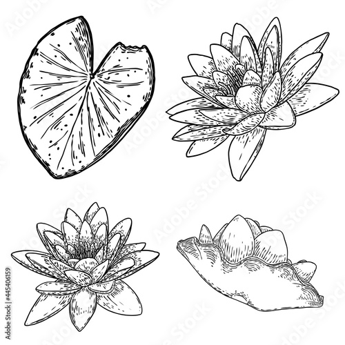Set of lotus drawings. Various view of water lily blooming heads and leafs. Flowers buds in hand drawn floral style. Wild pond lotus floral design elements for spiritual body and mind visuals. Vector.