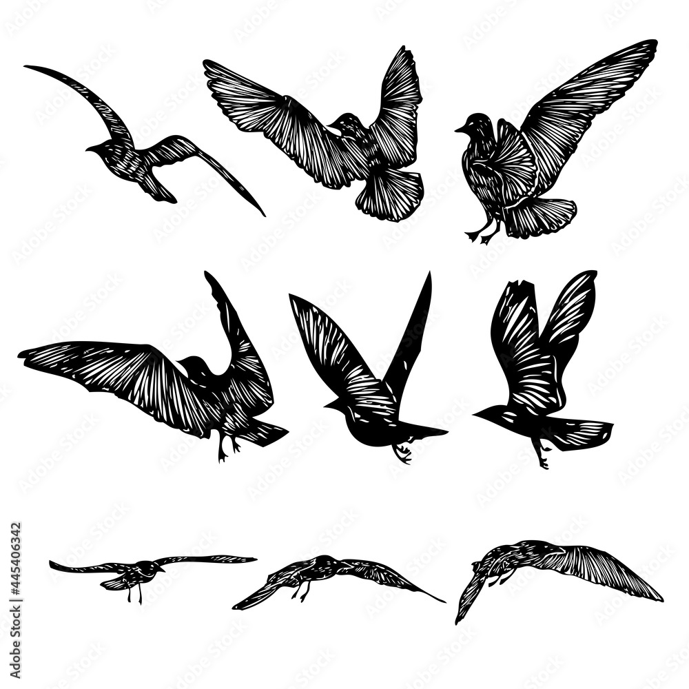 Obraz premium Set of seagulls birds, nautical sailor tattoo sketch. Black stroke of flying sea gull silhouettes on white background. Marine set. Drawings of different shapes of water birds in the flock. Vector.