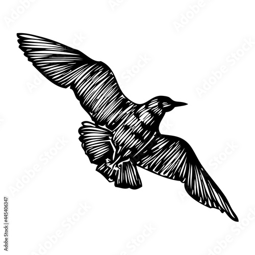 Seagulls bird, nautical sailor tattoo sketch. Black stroke of flying sea gull silhouette on white background. Marine drawings shape of water bird in vector.
