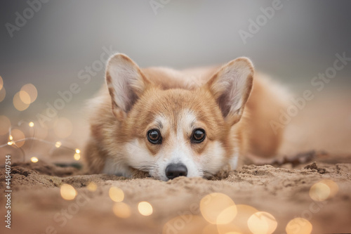 Fotografie A cute red welsh corgi pembroke puppy with big eyes lying on a sandy beach among cozy burning lights against the backdrop of a foggy autumn landscape