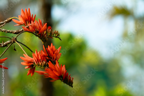 Red color flowers of Erythrina variegata, commonly known as tiger's claw or Indian coral tree photo