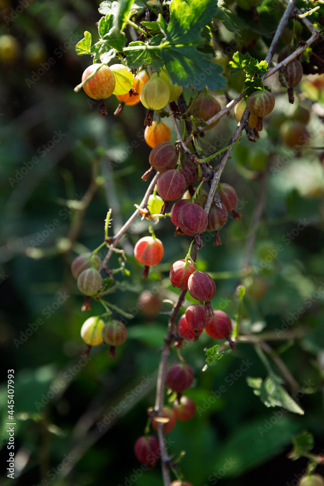 Ripe red gooseberry berries on a bush. Healthy food and vitamins. Close-up. Vertical.