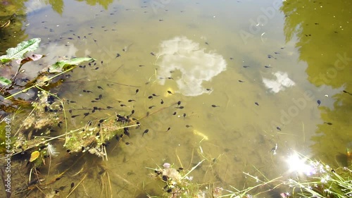 tadpoles swim in a pond in the sun photo