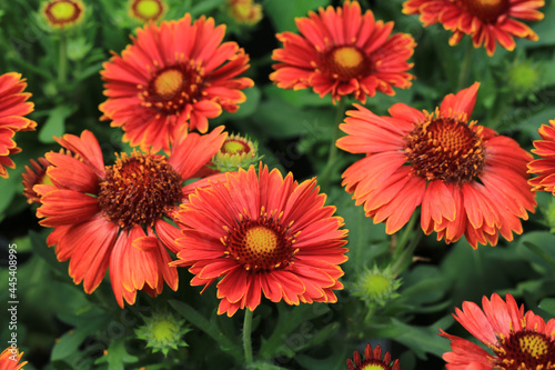 Beautiful blooming blanketflower in sunny July