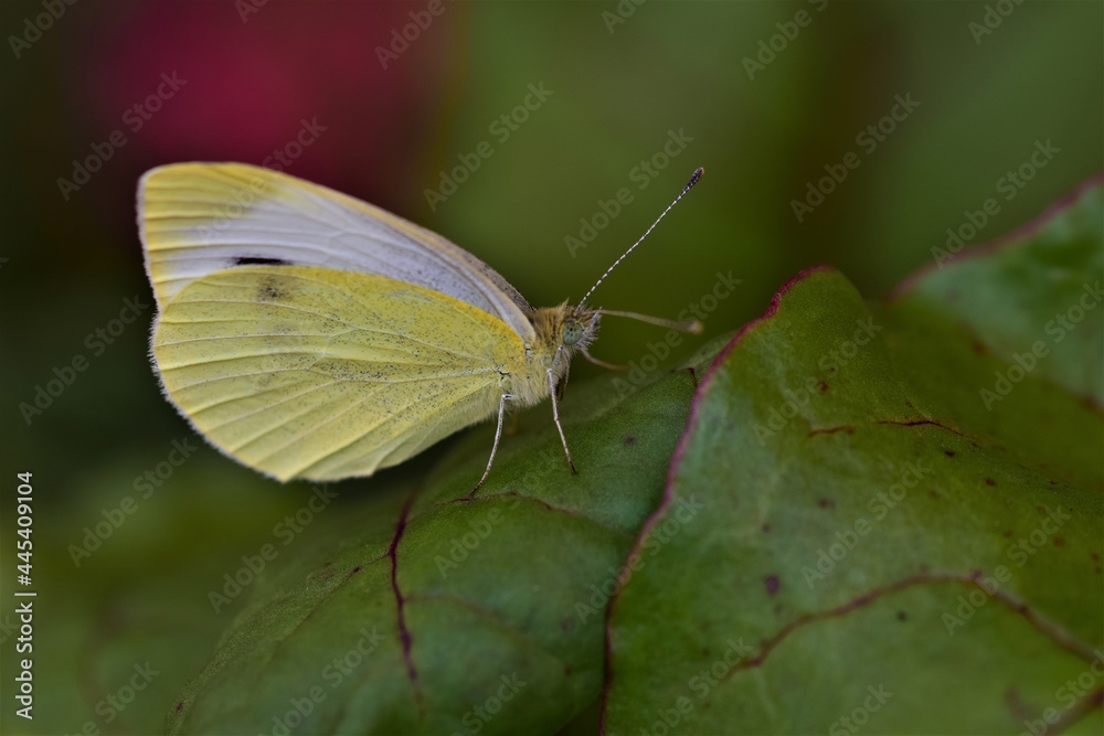 Pieris rapae - cabbage white butterfly on a beetroot leaf as a close up Pieris rapae - cabbage white butterfly on a beetroot leaf as a close up