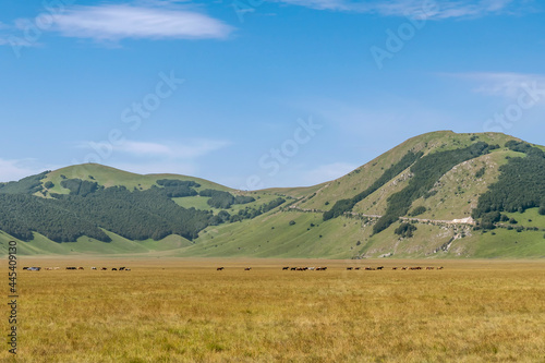 A large herd of horses lined up in the Pian Grande of Castelluccio di Norcia, Italy, in the summer season