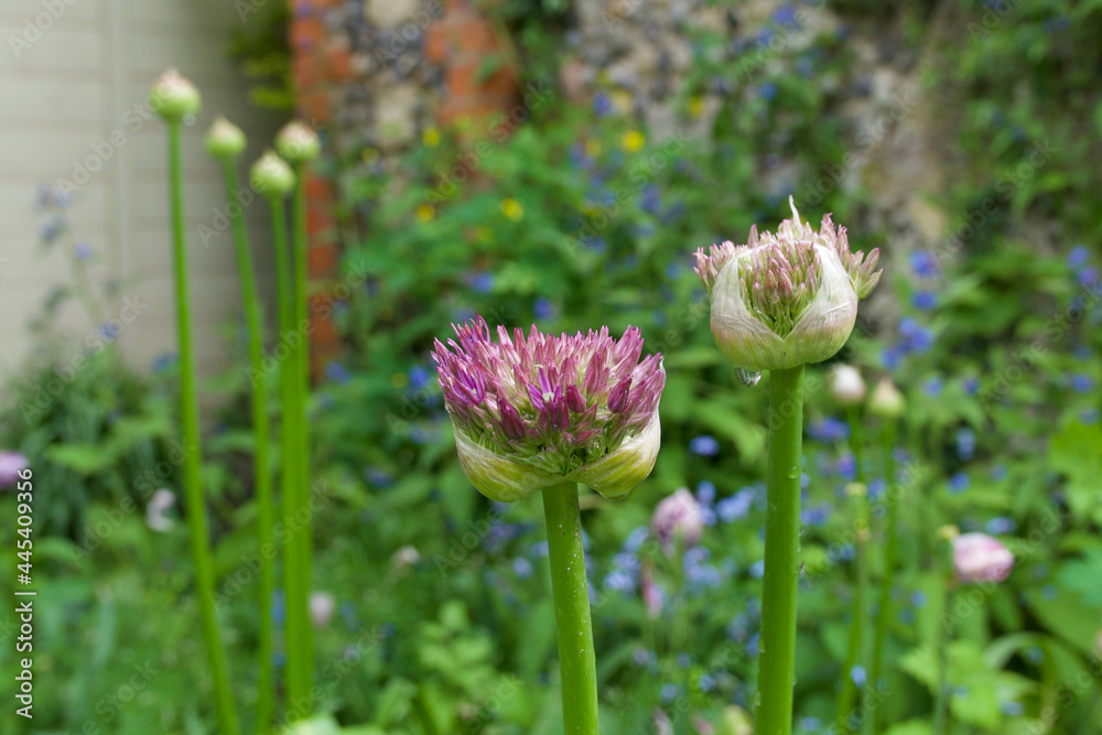 Pink allium buds starting to turn into flowers in garden setting Pink allium buds starting to turn into flowers in garden setting