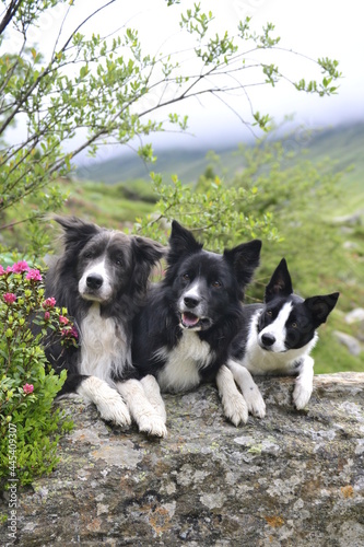 Border Collie
