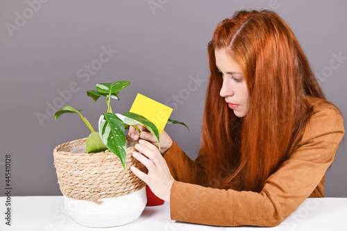 Woman putting yellow sticky card into houseplant pot to fight  fungus gnats pests photo