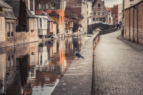 Belgium, West Flanders, Bruges, Pigeon standing at edge of city canal photo