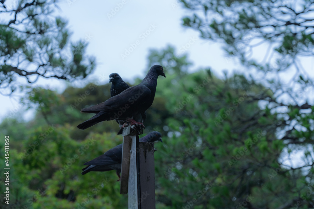 Fototapeta premium 鳩