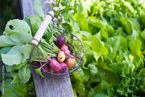 Fresh radishes in metal basket at self sufficient garden photo