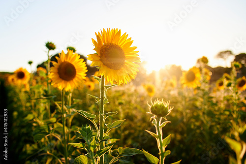 Bright yellow sunflowers blooming at field during sunset photo