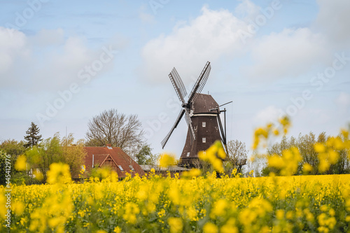 Germany, Schleswig-Holstein, Lemkenhafen Mill Museum with blooming oilseed rapes in foreground photo