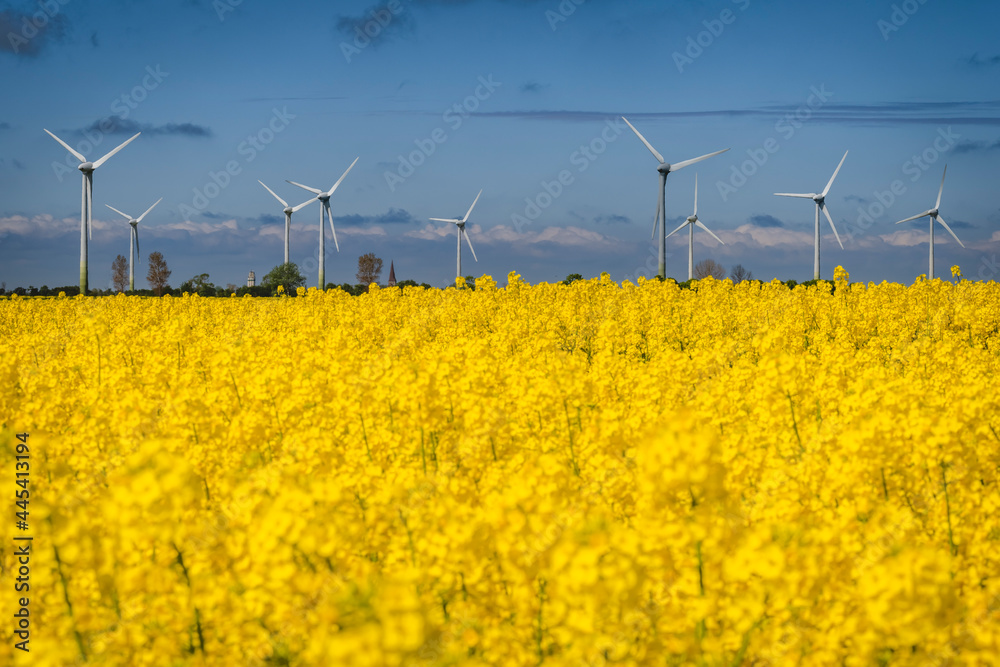 Oilseed rape field with wind farm in background Oilseed rape field with wind farm in background