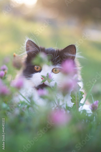 cat in the grass © Рома Вшивков