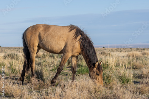 Beautiful Wild Horse in the Utah Desert