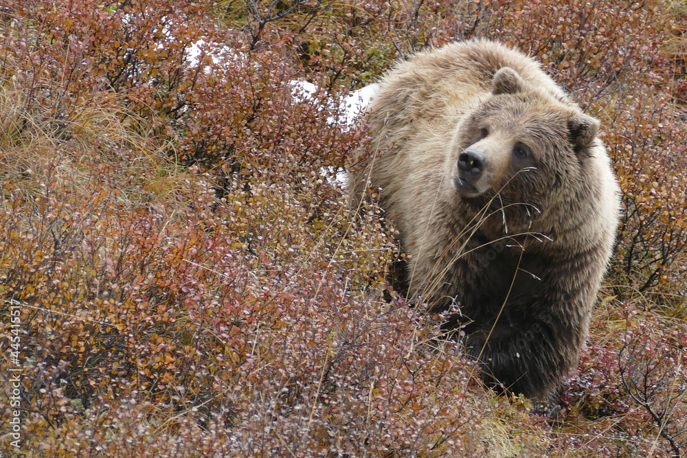 Obraz premium bär, grissly bär, tier, wild lebende tiere, wild, grizzly, säugetier, braunbär, natur, fell, raubtier, tier, dangerous, alaska, gefahr, close up, ursus, fleischfresser, wildnis, jagd, pfote, fauna, cl