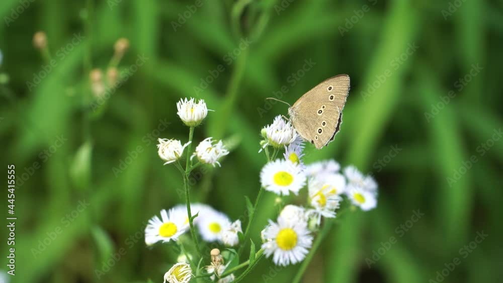 The ringlet (name in Latin: Aphantopus hyperantus) butterfly from the family Nymphalidae. In a close-up view, a nectar-feeding insect is located on white flower heads in the summer season. The ringlet (name in Latin: Aphantopus hyperantus) butterfly from the family Nymphalidae. In a close-up view, a nectar-feeding insect is located on white flower heads in the summer season.