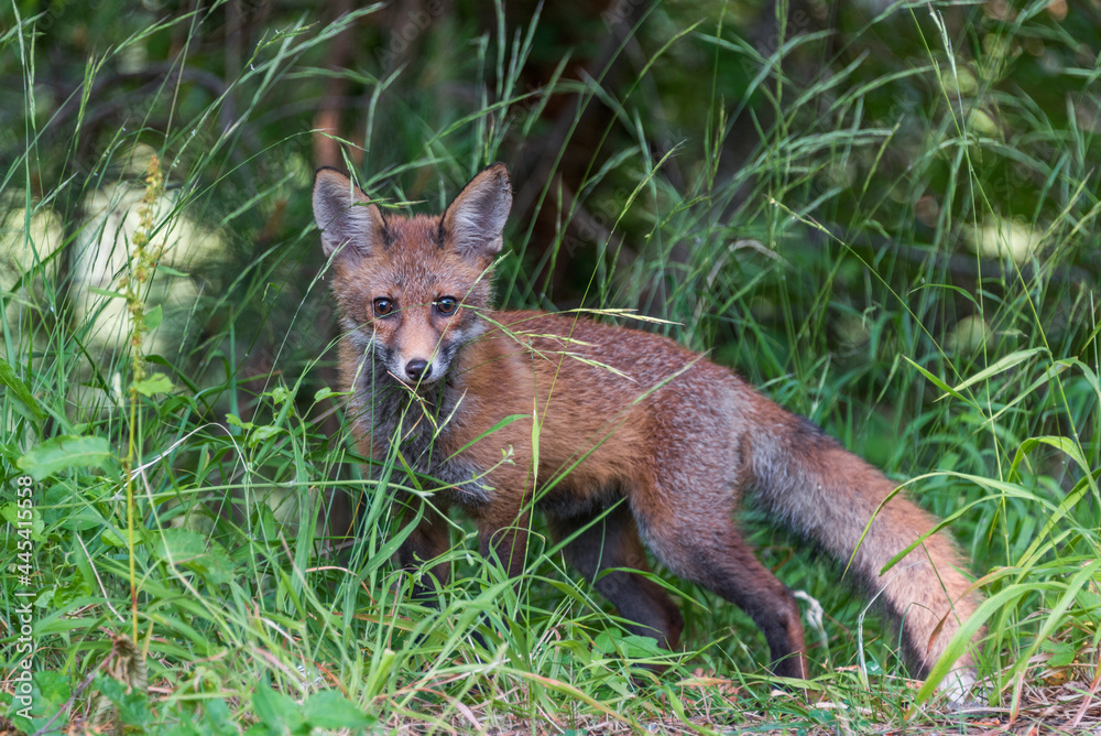 A young red fox looking at the camera through the grass