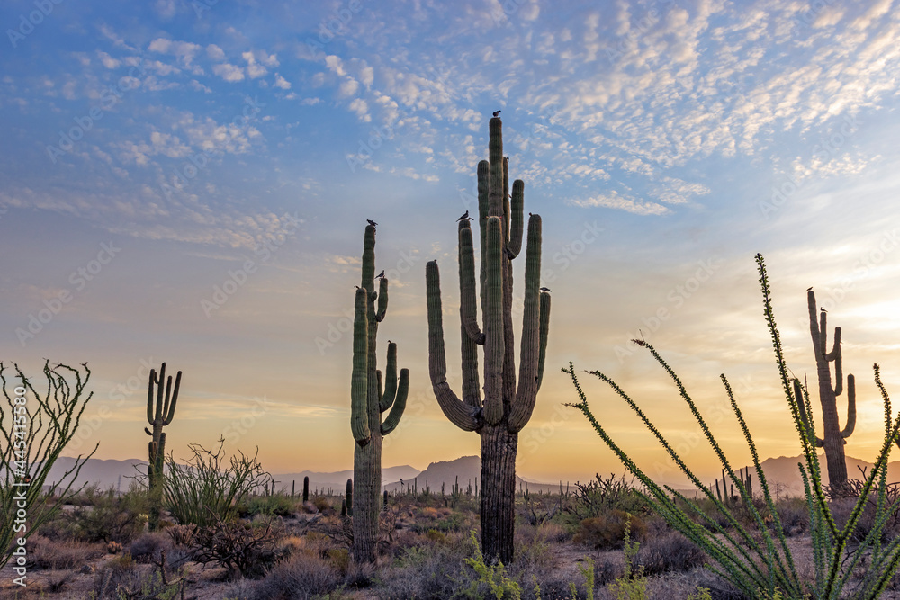 Doves Sitting On Top Of Saguaro Cactus At  Morning Time