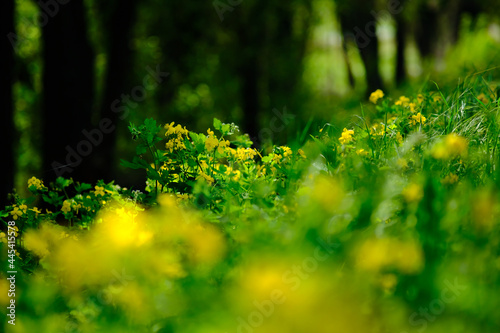 Beautiful spring yellow flowers in green grass.