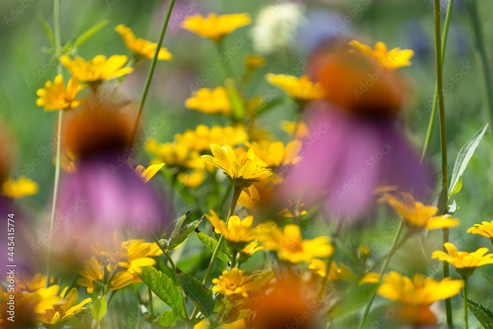 out of focus echinacea or coneflowers in peak season with yellow flowers in the middle ground