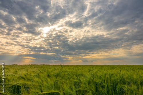 Dramatic Sky with Sunbeams Over Green Wheat Field