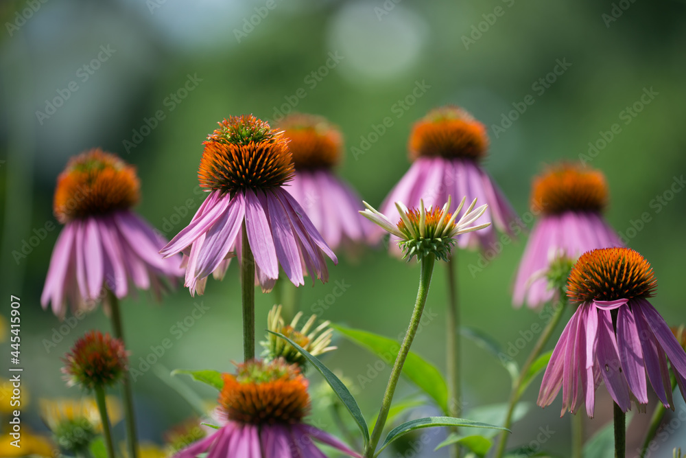 pink echinacea or coneflowers in peak season pink echinacea or coneflowers in peak season