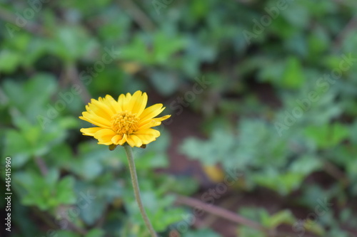 Obraz na płótnie Sphagneticola trilobata or Singapore daisy flower taken from top angle