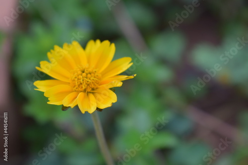 Fotografie Sphagneticola trilobata or Singapore daisy flower taken from top angle