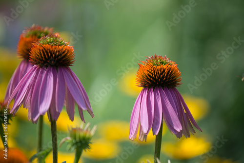 close up of pink echinacea or coneflowers in peak season set against a creamy green bokeh background