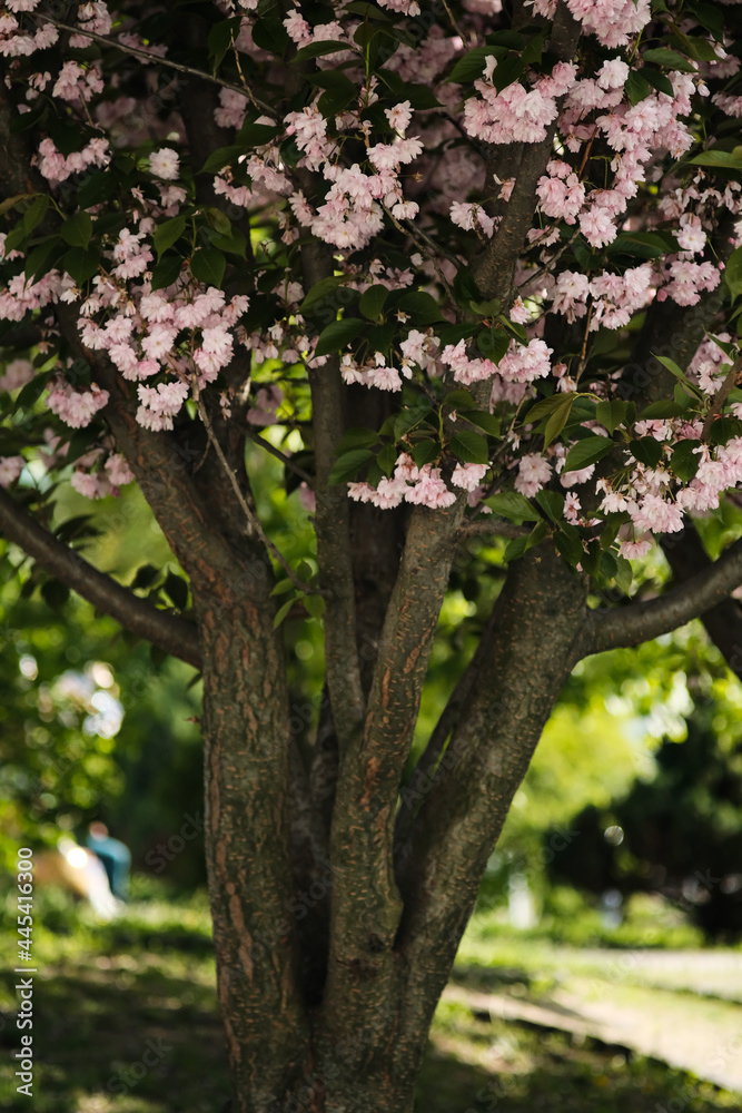 Obraz premium Pink flower cherry tree blossom during spring.