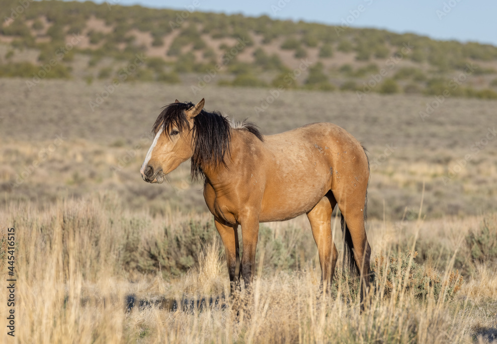 Obraz premium Beautiful Wild Horse in the Utah Desert