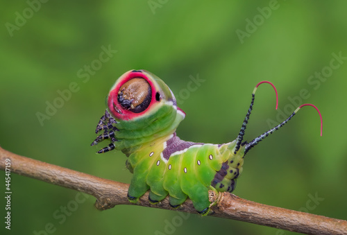 Beautiful caterpillar in a frightening pose photo