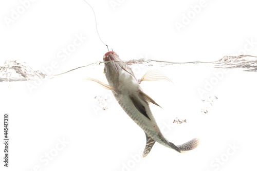 Tilapia fish hanging on the fishing hook close up. white background