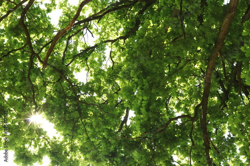 the sun shines through the oak leaves. Green branches against the sky